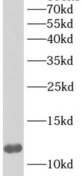 APOA2 Rabbit Polyclonal Antibody