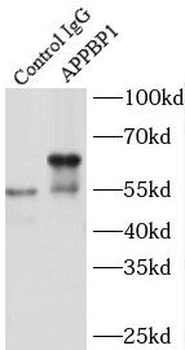 NAE1 Rabbit Polyclonal Antibody