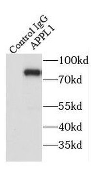 APPL1 Rabbit Polyclonal Antibody