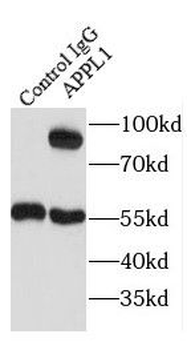 APPL1 Rabbit Polyclonal Antibody