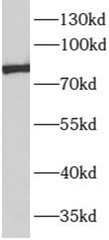 APPL1 Rabbit Polyclonal Antibody