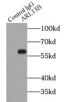 ARL13B Rabbit Polyclonal Antibody