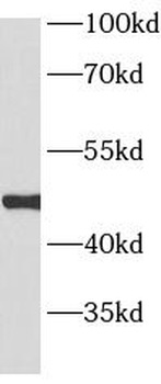 ACTR3 Rabbit Polyclonal Antibody