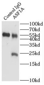 ASF1A Rabbit Polyclonal Antibody