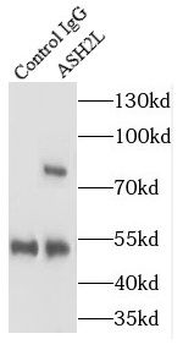 ASH2L Rabbit Polyclonal Antibody