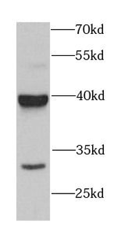 GET3 Rabbit Polyclonal Antibody