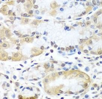 GET3 Rabbit Polyclonal Antibody