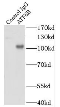 ATF6B Rabbit Polyclonal Antibody