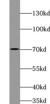 ATG16L1 Rabbit Polyclonal Antibody