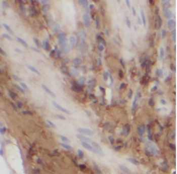 ATG3 Rabbit Polyclonal Antibody
