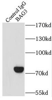 BAG3 Rabbit Polyclonal Antibody