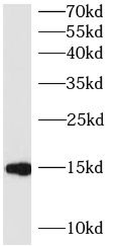 BATF Rabbit Polyclonal Antibody