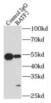 BATF2 Rabbit Polyclonal Antibody