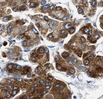 BAX Rabbit Polyclonal Antibody