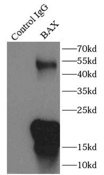 BAX Rabbit Polyclonal Antibody