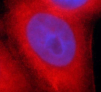 BCL2L1 Mouse Monoclonal Antibody