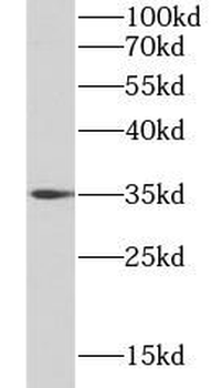 BCL2L1 Mouse Monoclonal Antibody