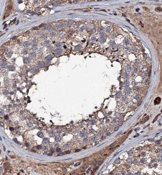 BCL2L1 Mouse Monoclonal Antibody
