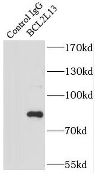 BCL2L13 Rabbit Polyclonal Antibody