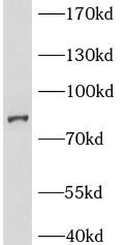 BCL2L13 Rabbit Polyclonal Antibody