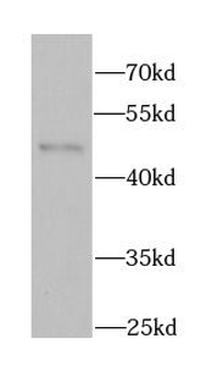 BHLHE40 Rabbit Polyclonal Antibody
