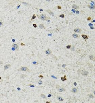 BHLHE40 Rabbit Polyclonal Antibody
