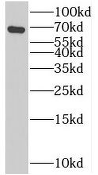 CEL Rabbit Polyclonal Antibody