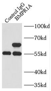 BMPR1A Rabbit Polyclonal Antibody