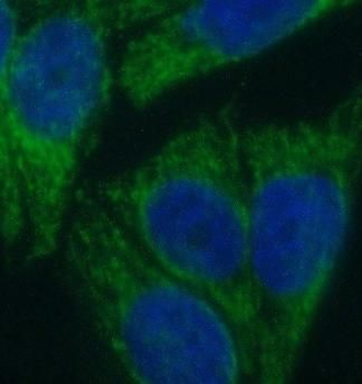 BPNT1 Rabbit Polyclonal Antibody