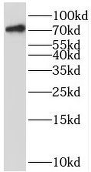 BRD7 Rabbit Polyclonal Antibody