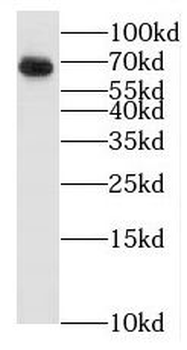 BTN3A3 Rabbit Polyclonal Antibody