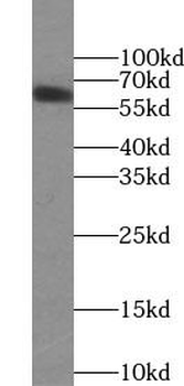 BTNL2 Rabbit Polyclonal Antibody