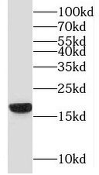 MYDGF Rabbit Polyclonal Antibody