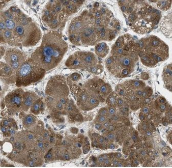 MYDGF Rabbit Polyclonal Antibody