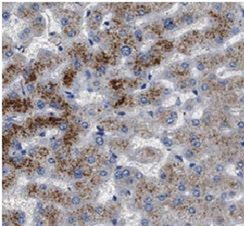 C3/C3b/C3c Rabbit Polyclonal Antibody