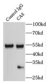 CA8 Rabbit Polyclonal Antibody