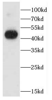 CADM3 Rabbit Polyclonal Antibody