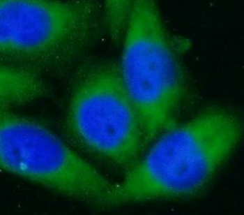 CANX Rabbit Polyclonal Antibody