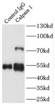 CAPN1 Rabbit Polyclonal Antibody