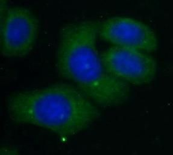 CAPRIN2 Rabbit Polyclonal Antibody