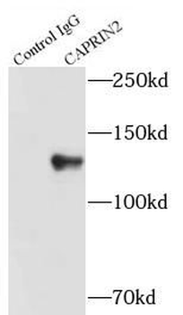 CAPRIN2 Rabbit Polyclonal Antibody