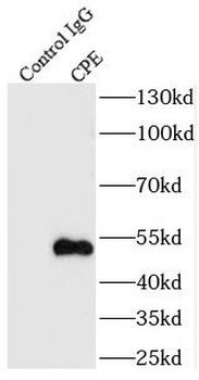 CPE Rabbit Polyclonal Antibody