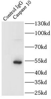 CASP10 Rabbit Polyclonal Antibody