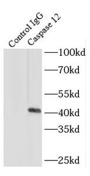CASP12 Rabbit Polyclonal Antibody