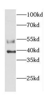 CASP12 Rabbit Polyclonal Antibody