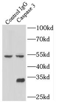 CASP3 Rabbit Polyclonal Antibody
