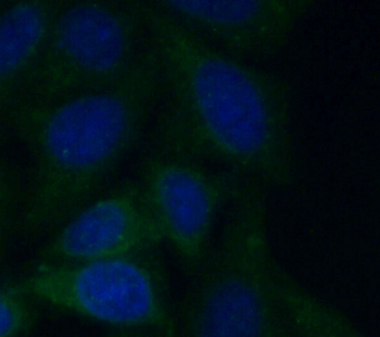 CASP4 Rabbit Polyclonal Antibody