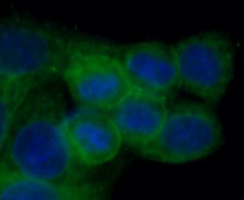 CASP8 Mouse Monoclonal Antibody