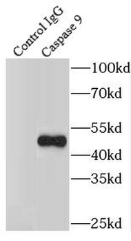 CASP9 Rabbit Polyclonal Antibody