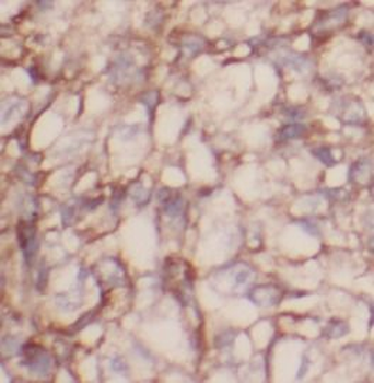 CASP9 Rabbit Polyclonal Antibody